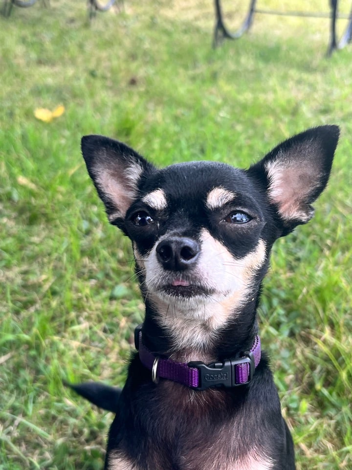 Nala, a black-and-tan dog looking at the camera