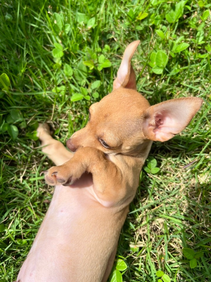 Pipa, a brown puppy